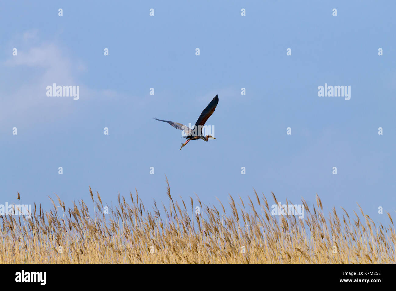 Airone rosso vicino fino dal fiume Po laguna, Italia. Per gli uccelli migratori. Natura italiana Foto Stock