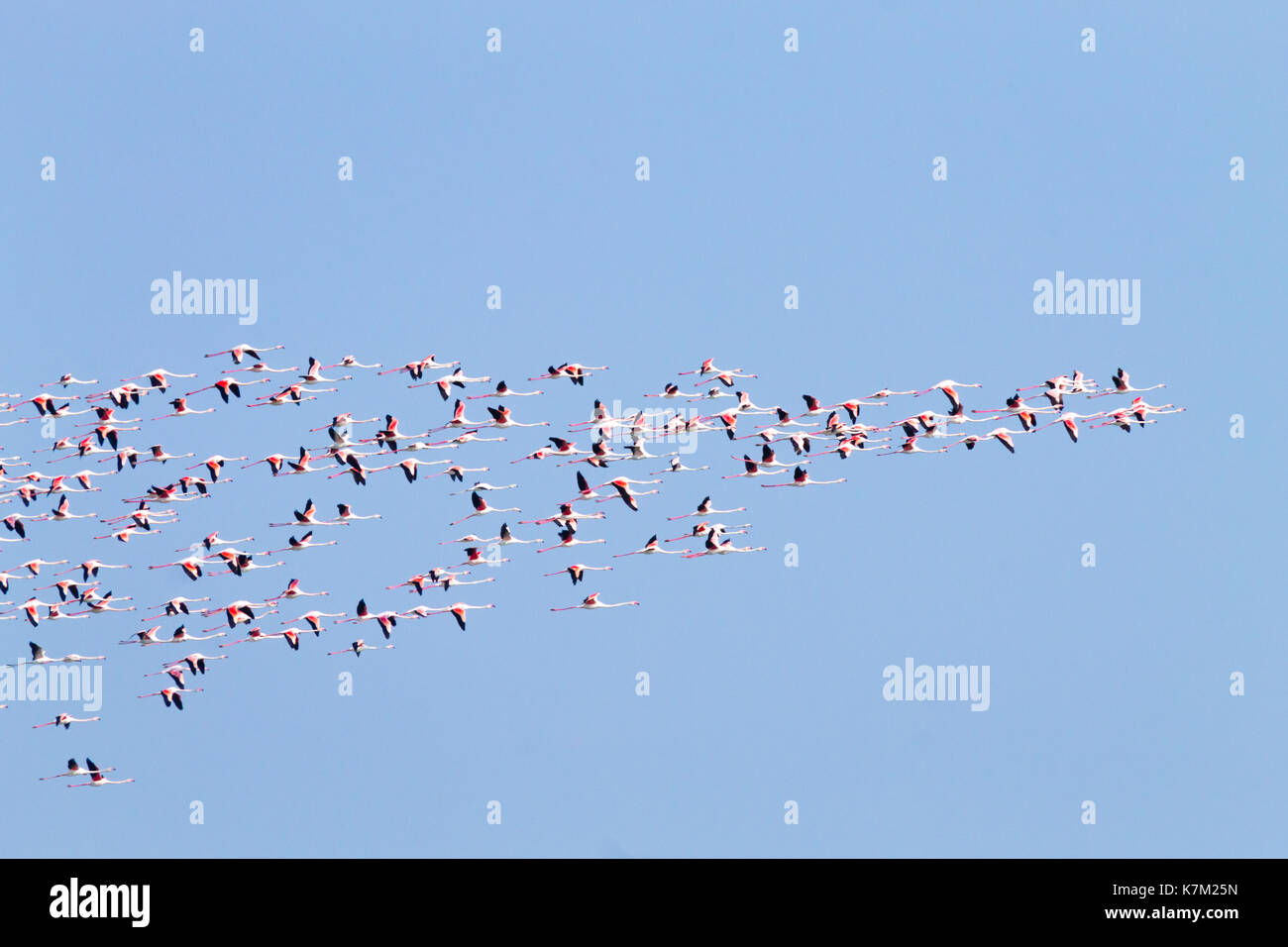 Stormo di fenicotteri rosa da "delta del po' laguna, Italia. natura panorama Foto Stock