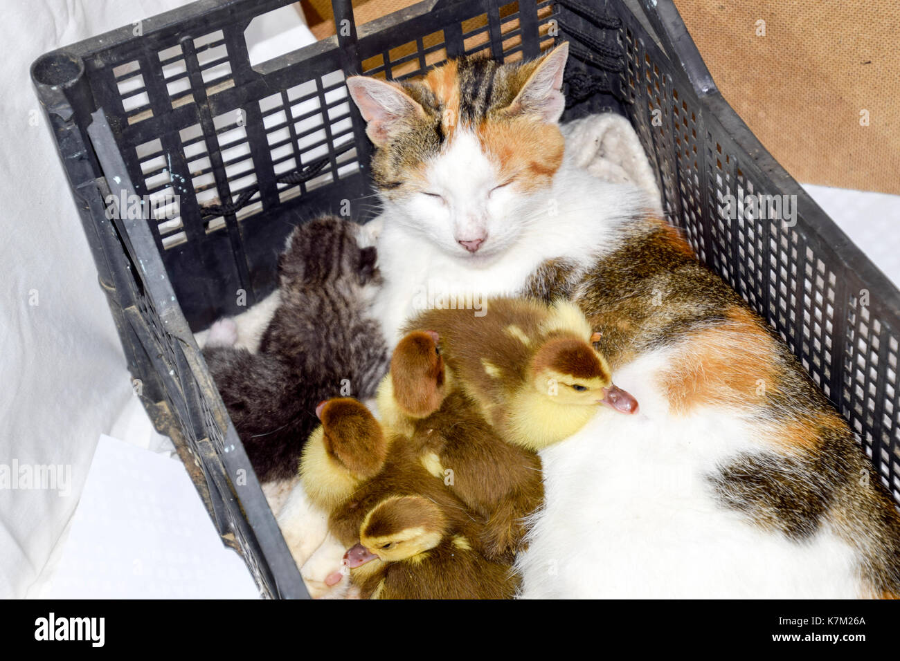 Cat adottivo madre per le papere. cat in un cestello con gattino e ricezione di muschio duck anatroccoli. Foto Stock