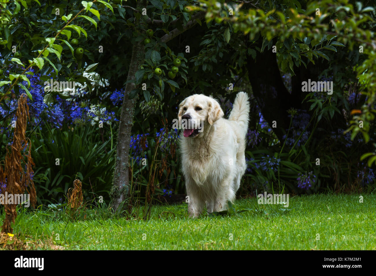 Un maschio di razza golden retriever cane in un verde giardino Foto Stock