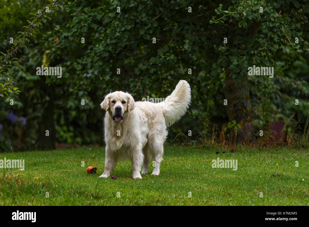 Un maschio di razza golden retriever cane in un verde giardino Foto Stock