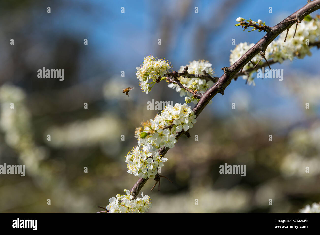 Inizio della primavera e fiori di un susino in piena fioritura con gli sfondi sfocati Foto Stock