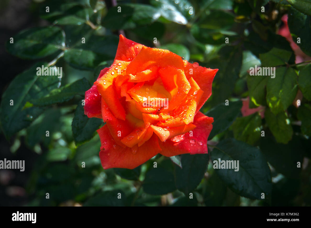 Arancione Rosa sulla boccola nel verde giardino. Foto Stock