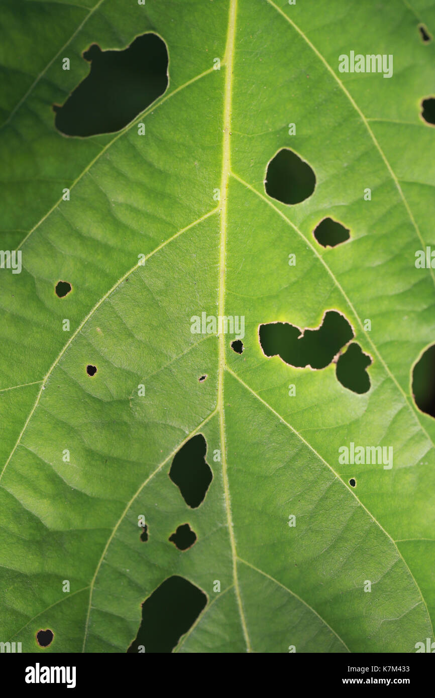 Foglia verde di insetto mangiare per natura progettuale idea nel vostro lavoro. Foto Stock