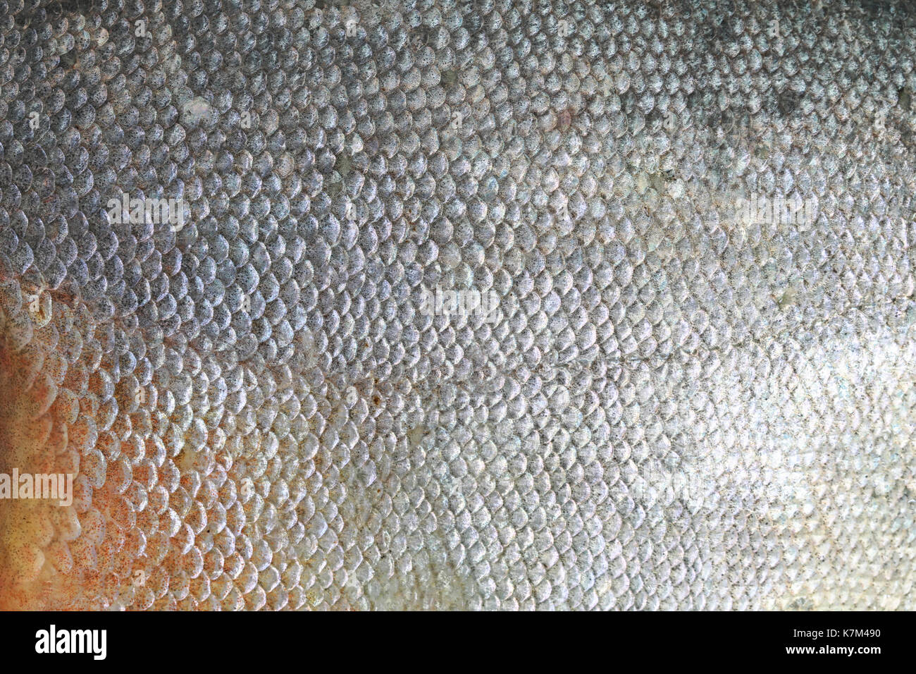 Consistenza del pesce di sala di risveglio,scala di pesce per il background di design nel tuo lavoro. Foto Stock