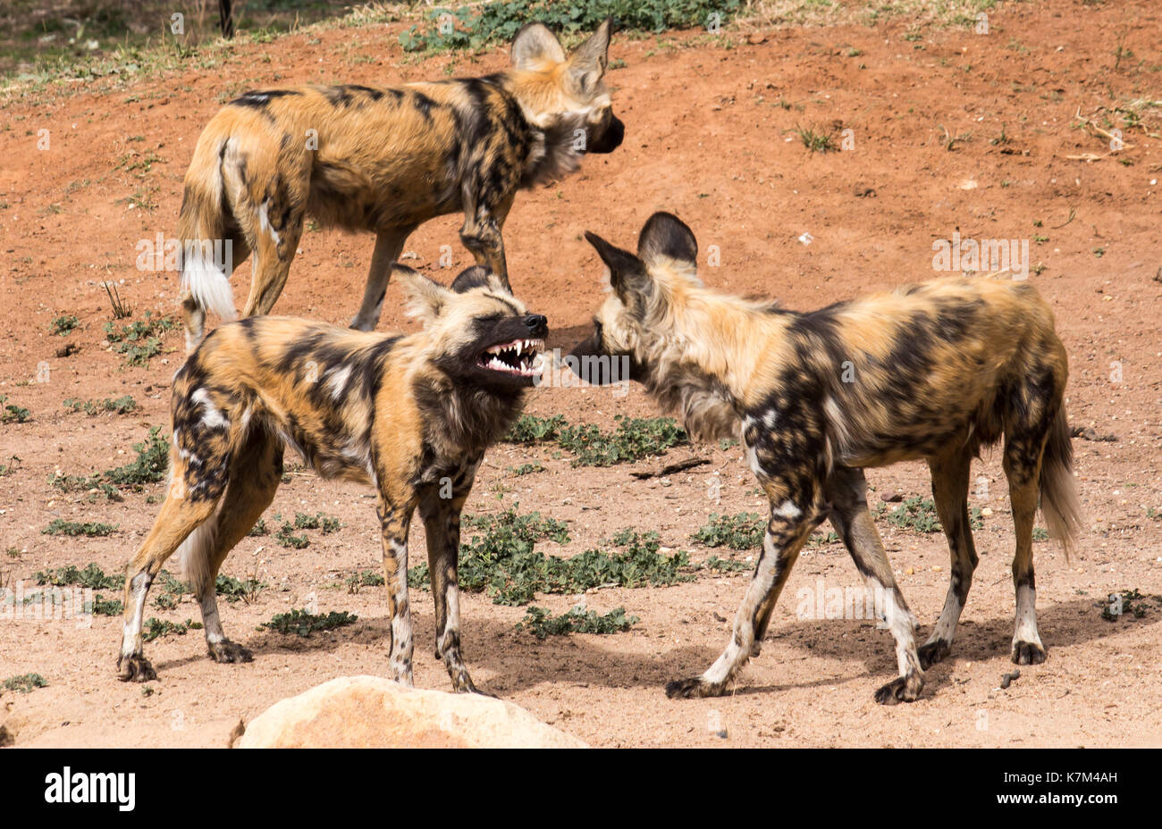 African cani selvatici ringhiando mostrando i denti in un gruppo di tre piedi sul rosso sporco Foto Stock