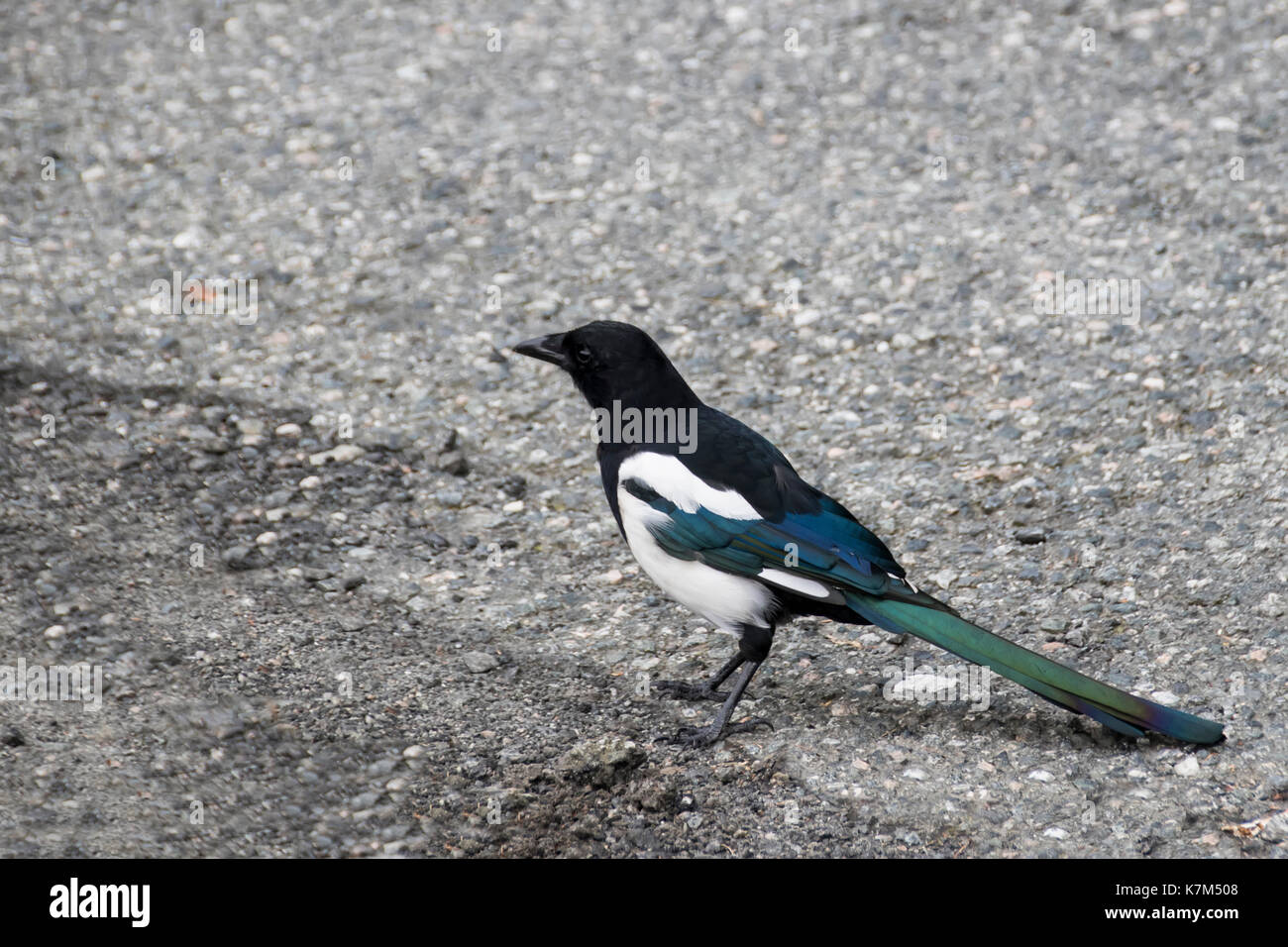 Uccello variopinto quaranta sulla strada di close-up Foto Stock