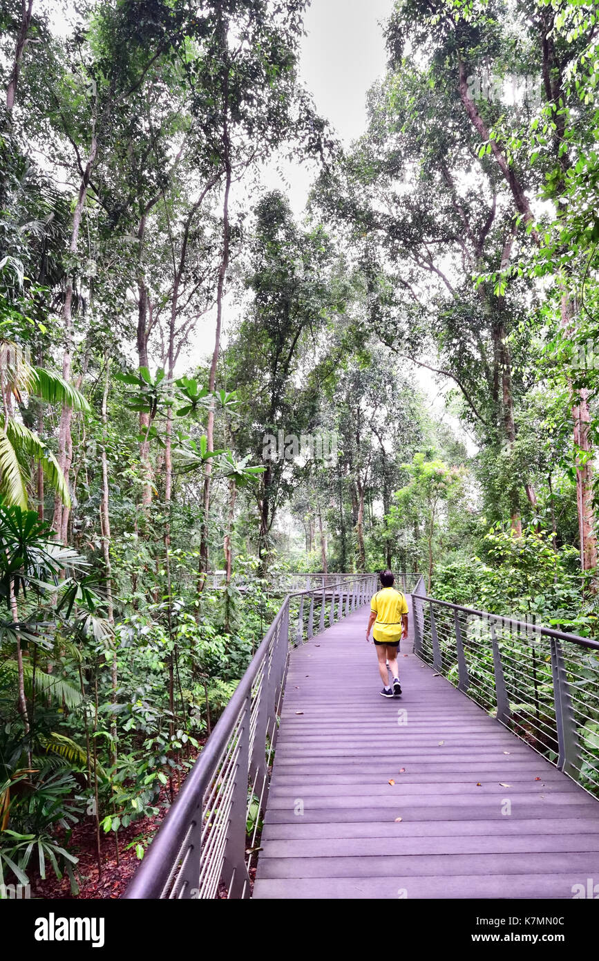 Singapore Botanic Gardens. Un uomo prende una passeggiata mattutina sul sph a piedi di giganti broadwalk che prende lui attraverso la foresta di sezione dei giganti. Foto Stock