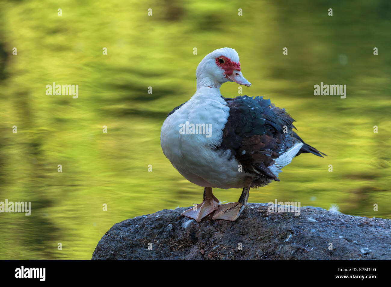 Un anatra muta (Cairina moschata domestica) nel central Park di New York City e new york Foto Stock
