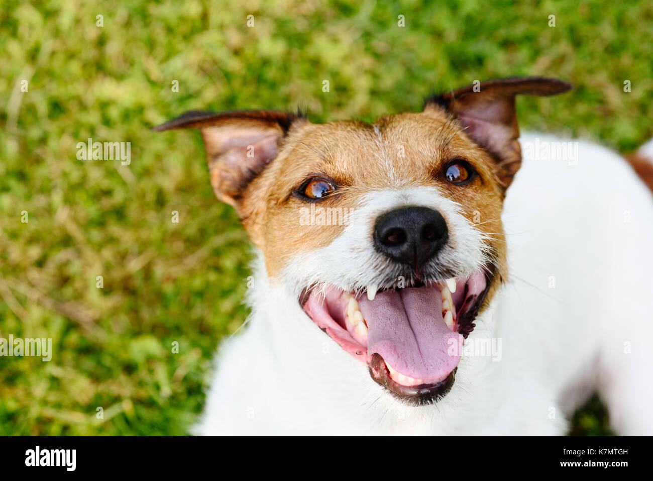 Felice e giocoso cane cercando su erba verde sullo sfondo Foto Stock