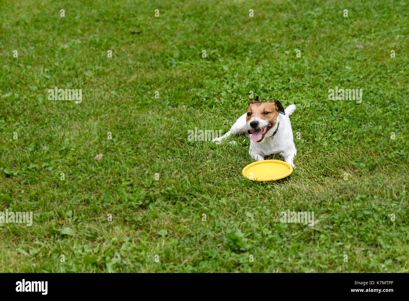 Cane sdraiato con il flying disc su erba verde sullo sfondo Foto Stock