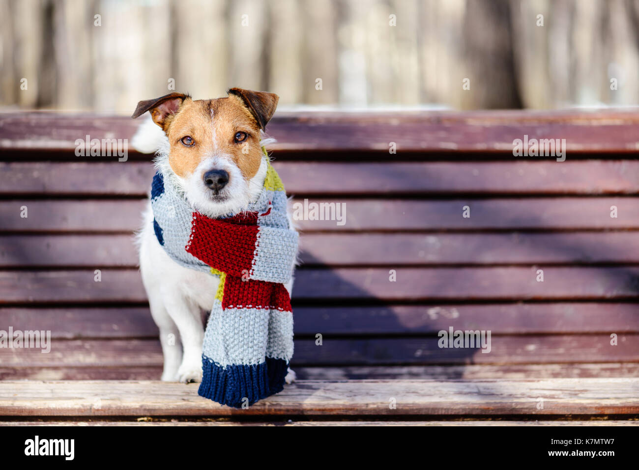 Sunny scena invernale con il cane che indossa caldo e accogliente sciarpa lavorata a maglia Foto Stock