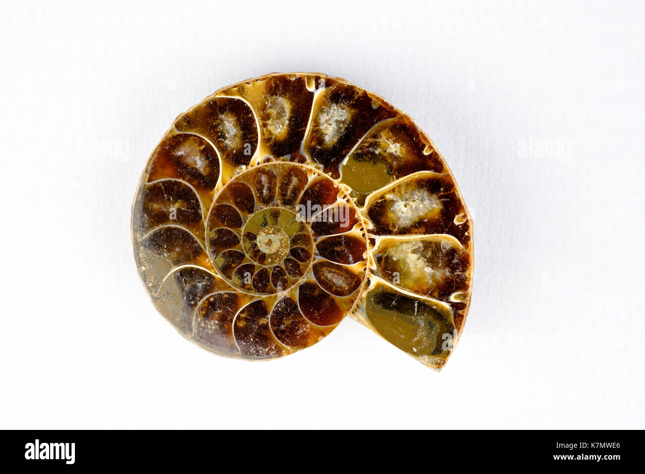Slice attraverso un fossilizzato ammonita circa 50-60 milioni di anni Foto Stock