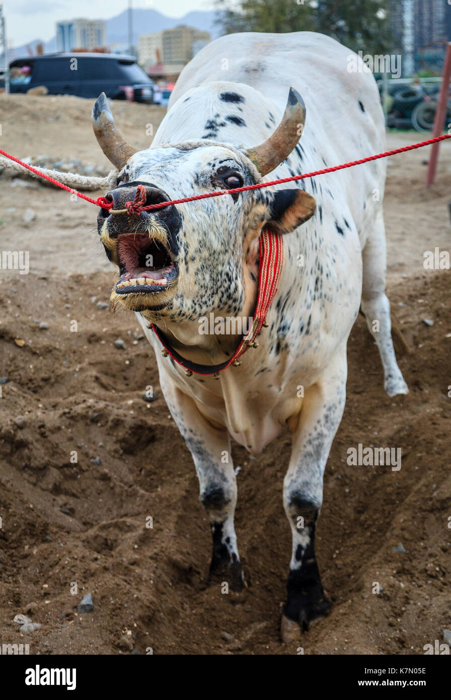 I tori sono legati come essi attendono il loro turno di lotta nelle tradizionali corride in Fujairah, Emirati arabi uniti Foto Stock