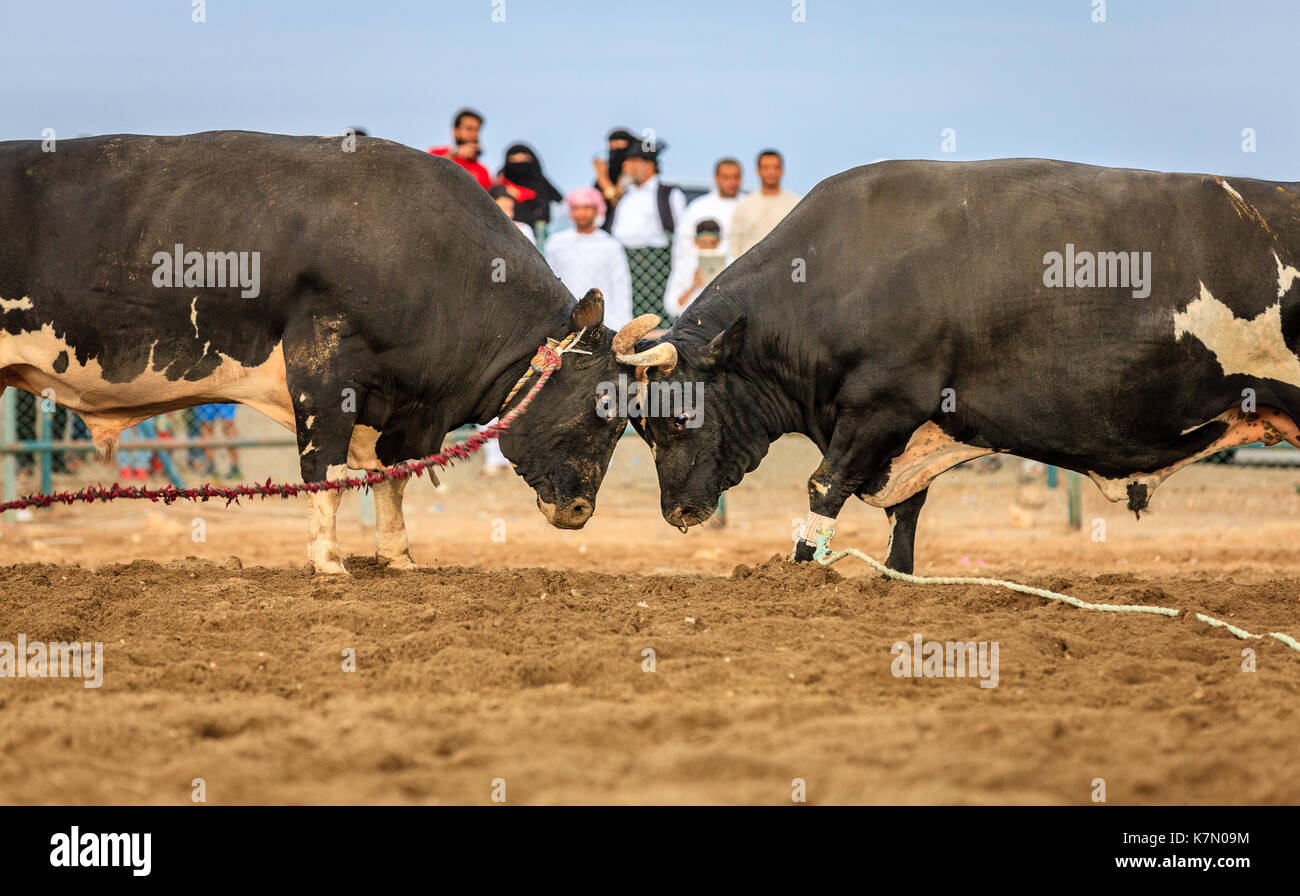 I tori sono il combattimento in una gara tradizionale in Fujairah, Emirati arabi uniti Foto Stock