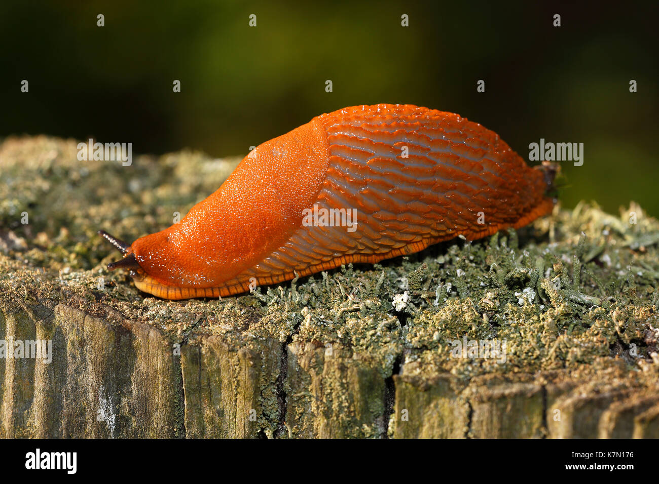 Spagnolo (slug arion vulgaris) su mossy tronco di albero, giardino di Pest, SCHLESWIG-HOLSTEIN, Germania Foto Stock