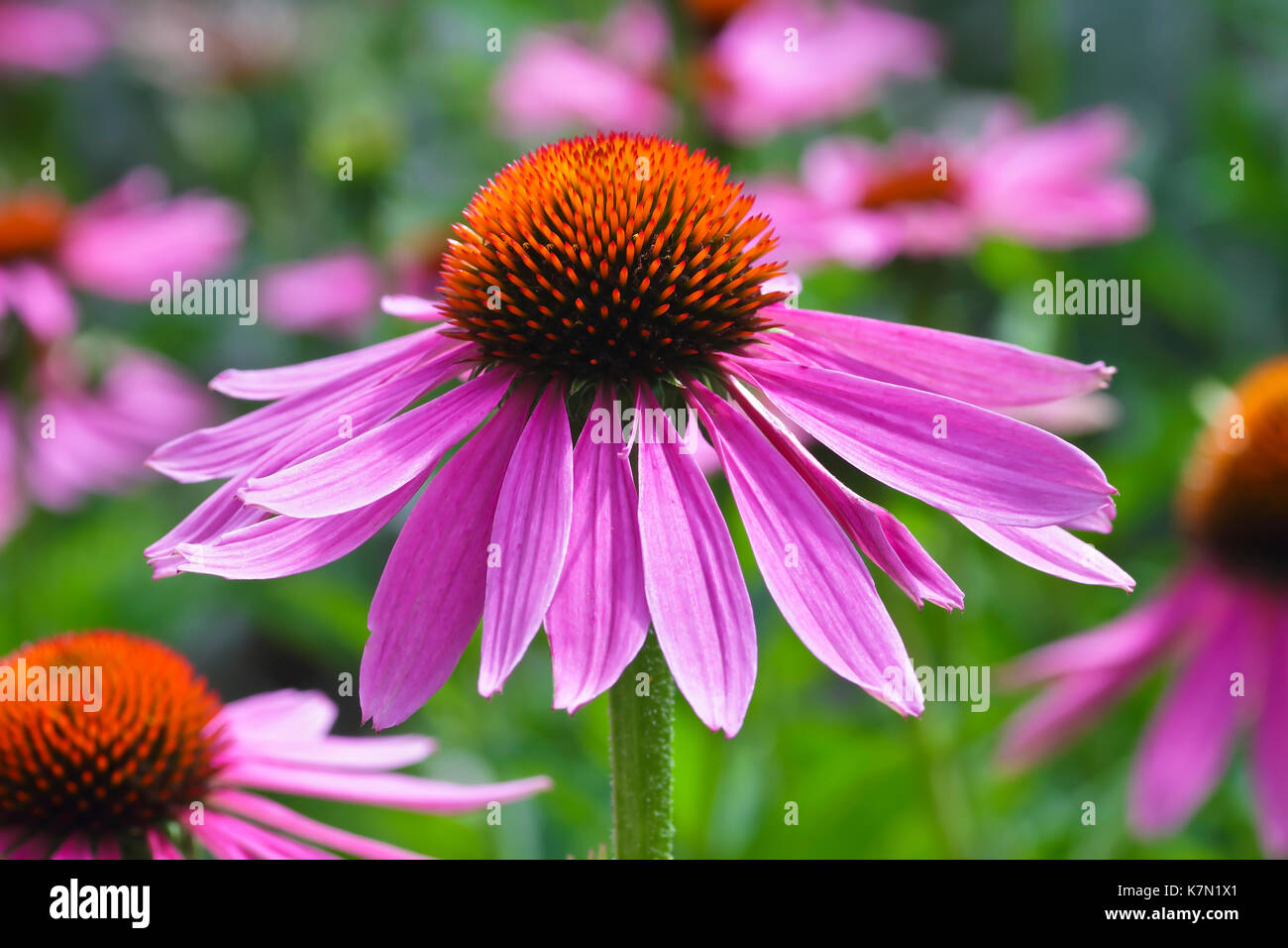 A stretta lasciava purple coneflower (Echinacea angustifolia) Baviera, Germania Foto Stock