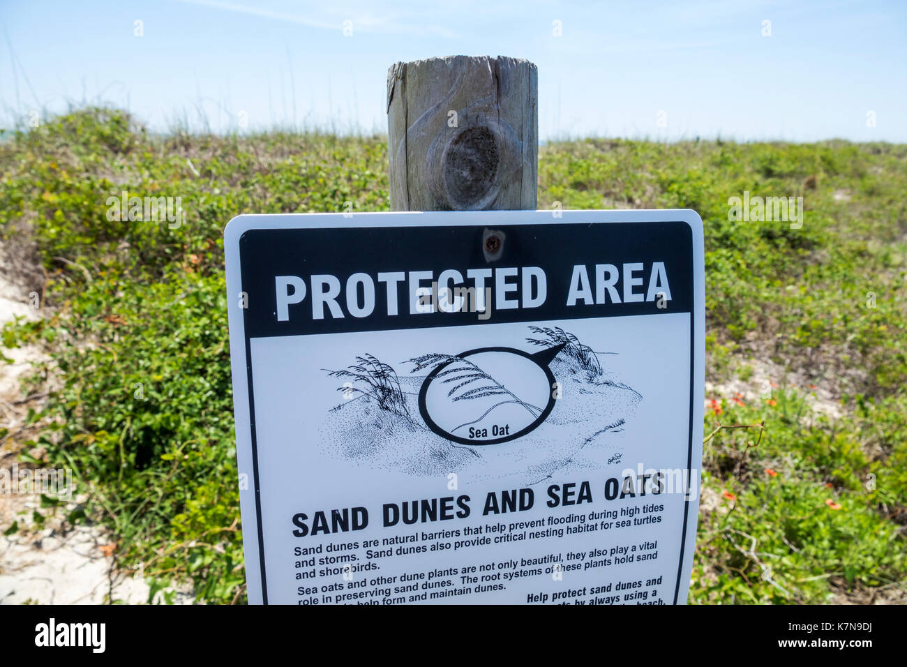 Myrtle Beach South Carolina, Oceano Atlantico, Myrtle Beach state Park, dune di sabbia, area protetta, avena marina, cartello, RF SC170516113RF Foto Stock