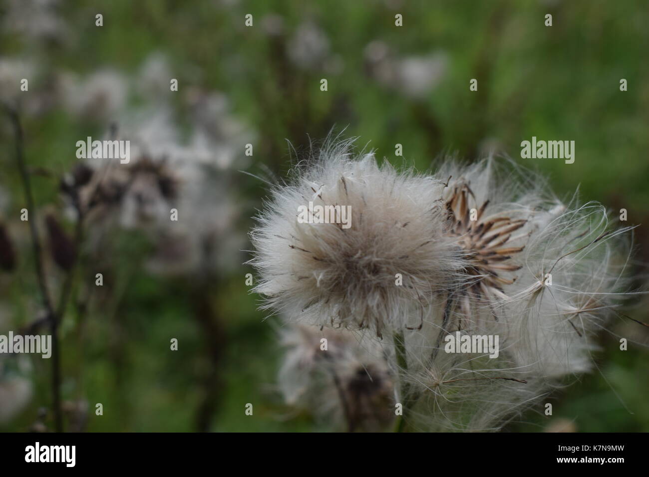 A piedi nei boschi bluebell Foto Stock