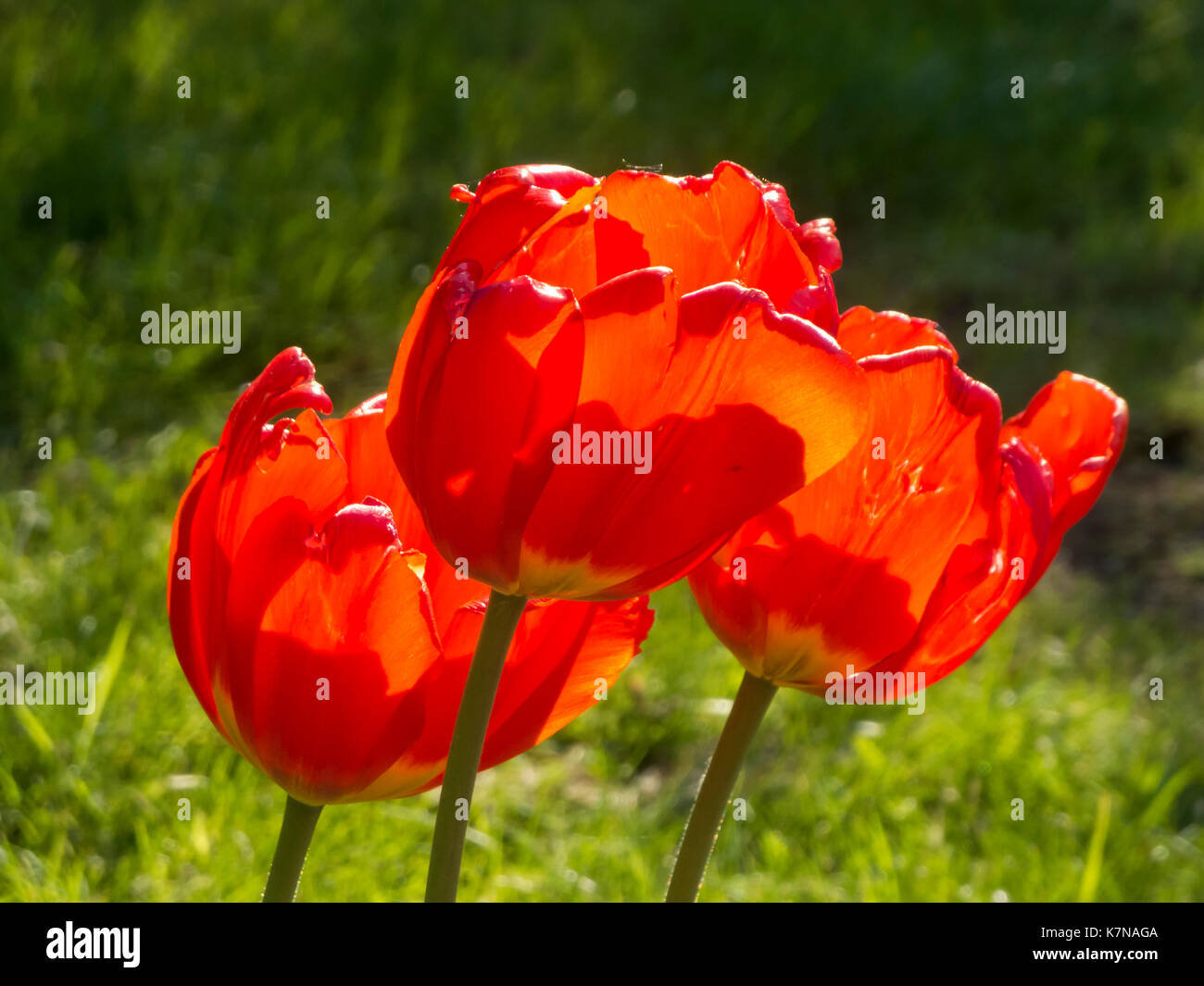 Tre tulipani rossi (lat: tulipa) su un prato alla luce del sole. Foto Stock