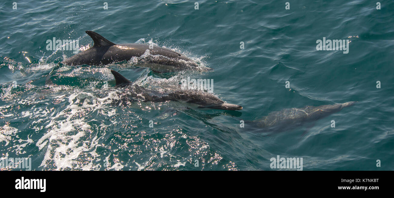I delfini, i tre comuni Foto Stock