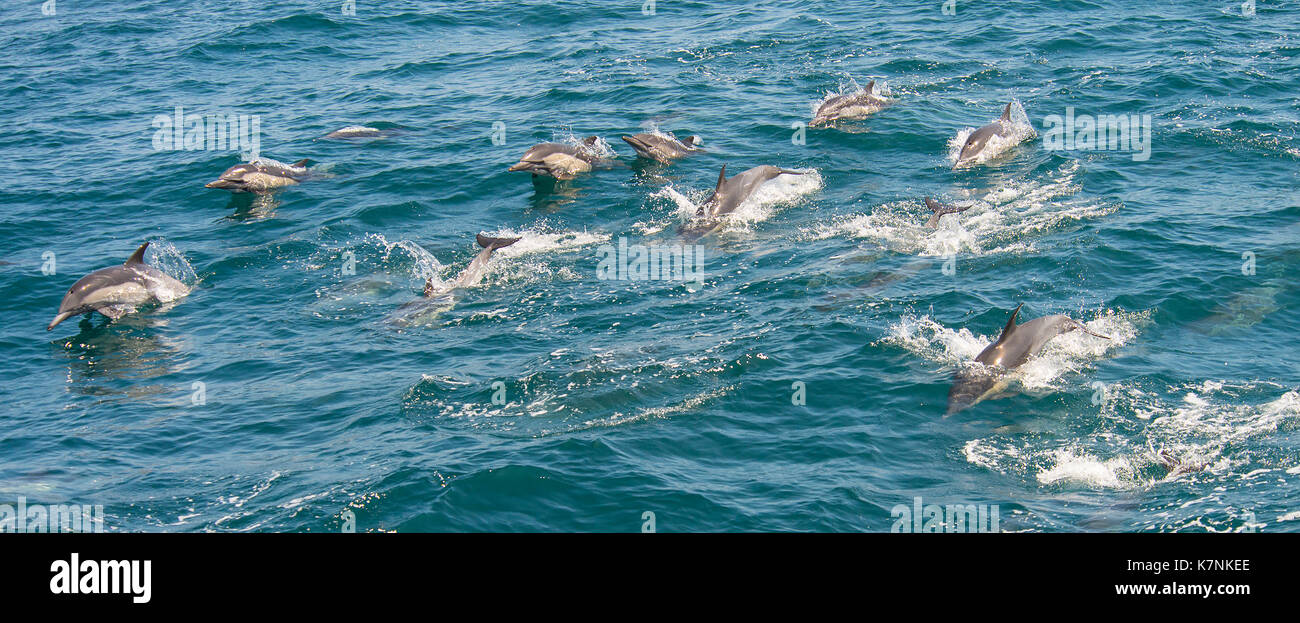 I viaggiatori comuni, i delfini Foto Stock