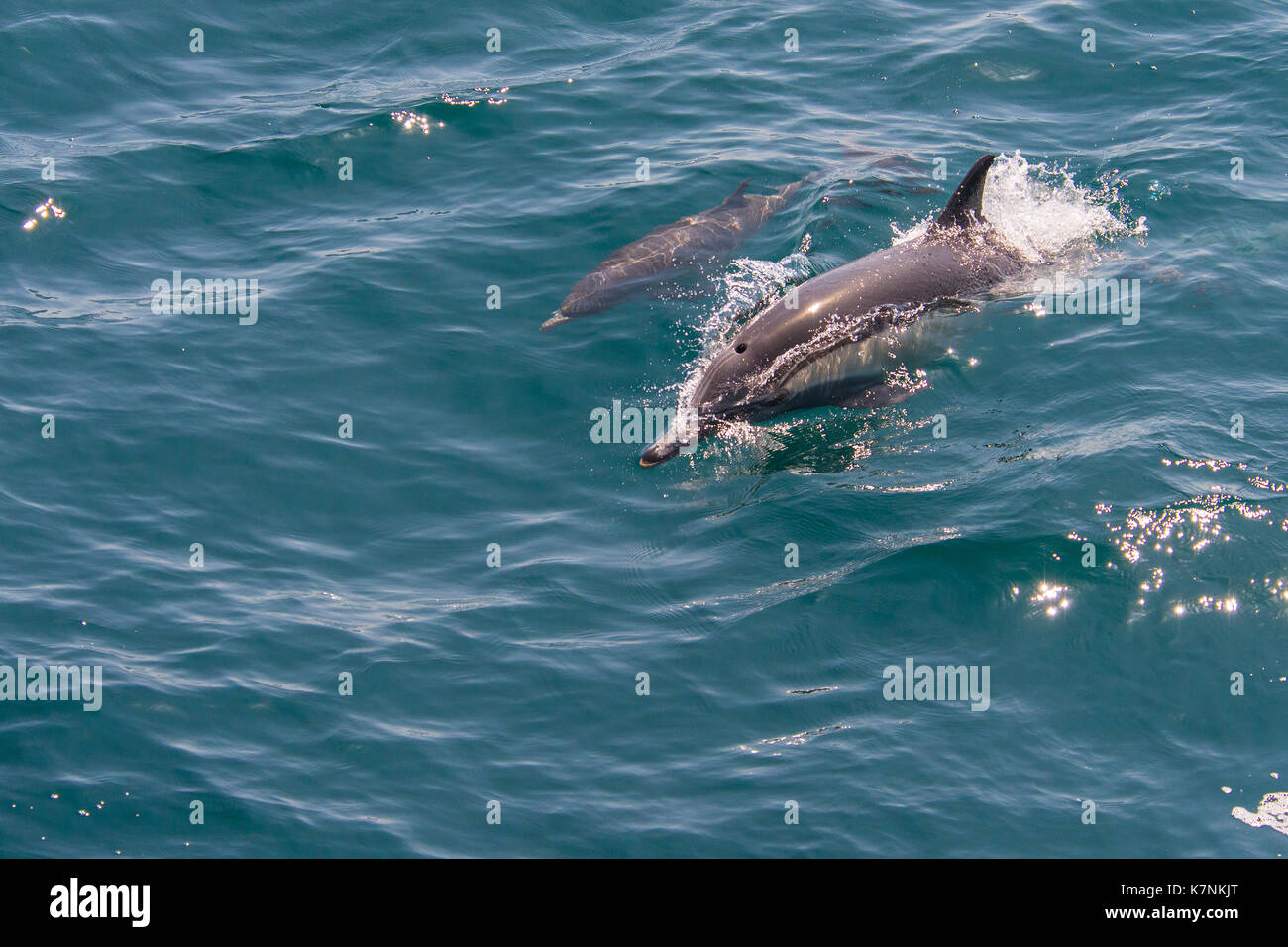 Famiglia delfini comuni Foto Stock
