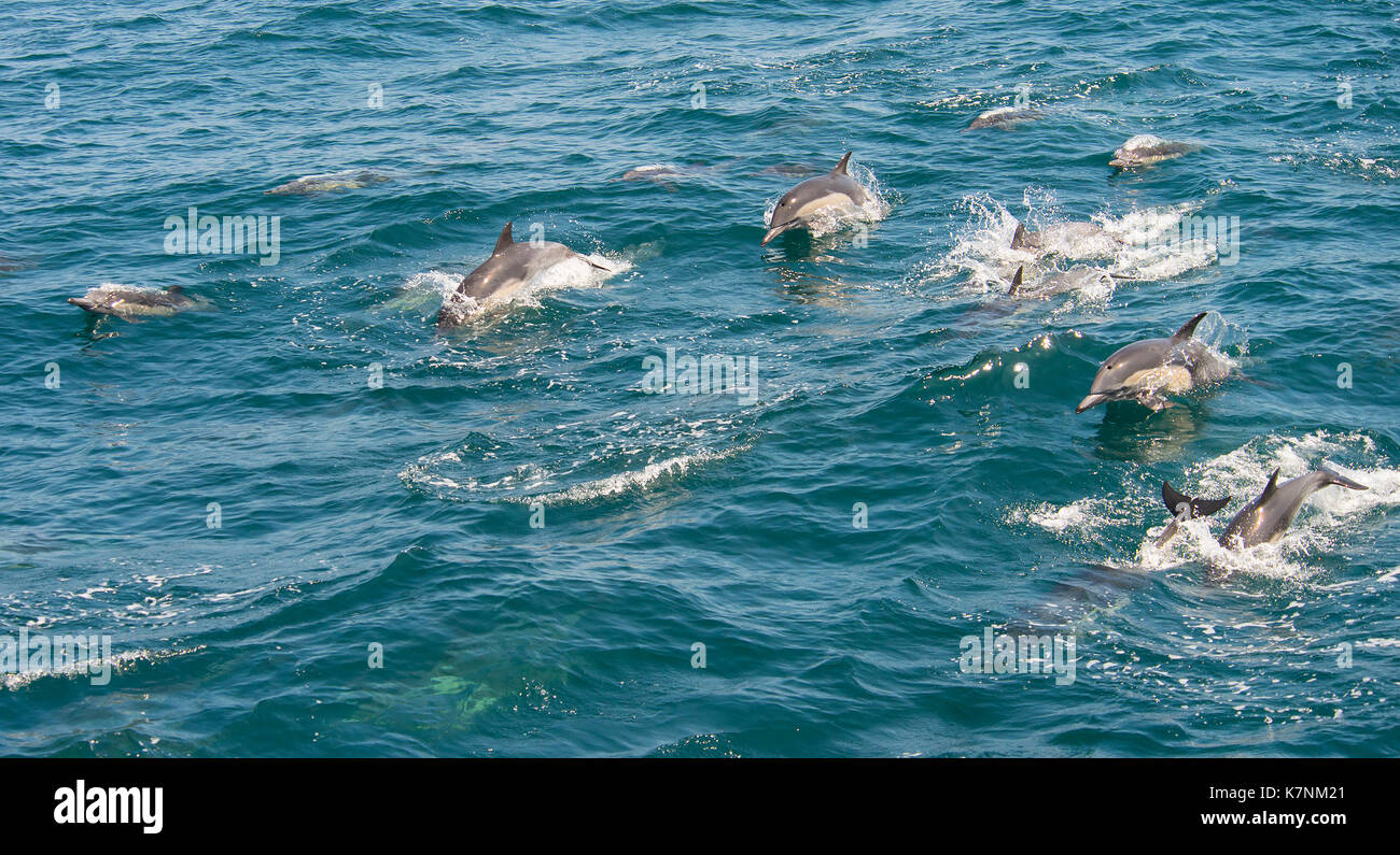 Viaggiare delfini comuni Foto Stock