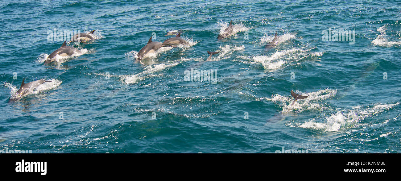 Raro delfino comune Foto Stock