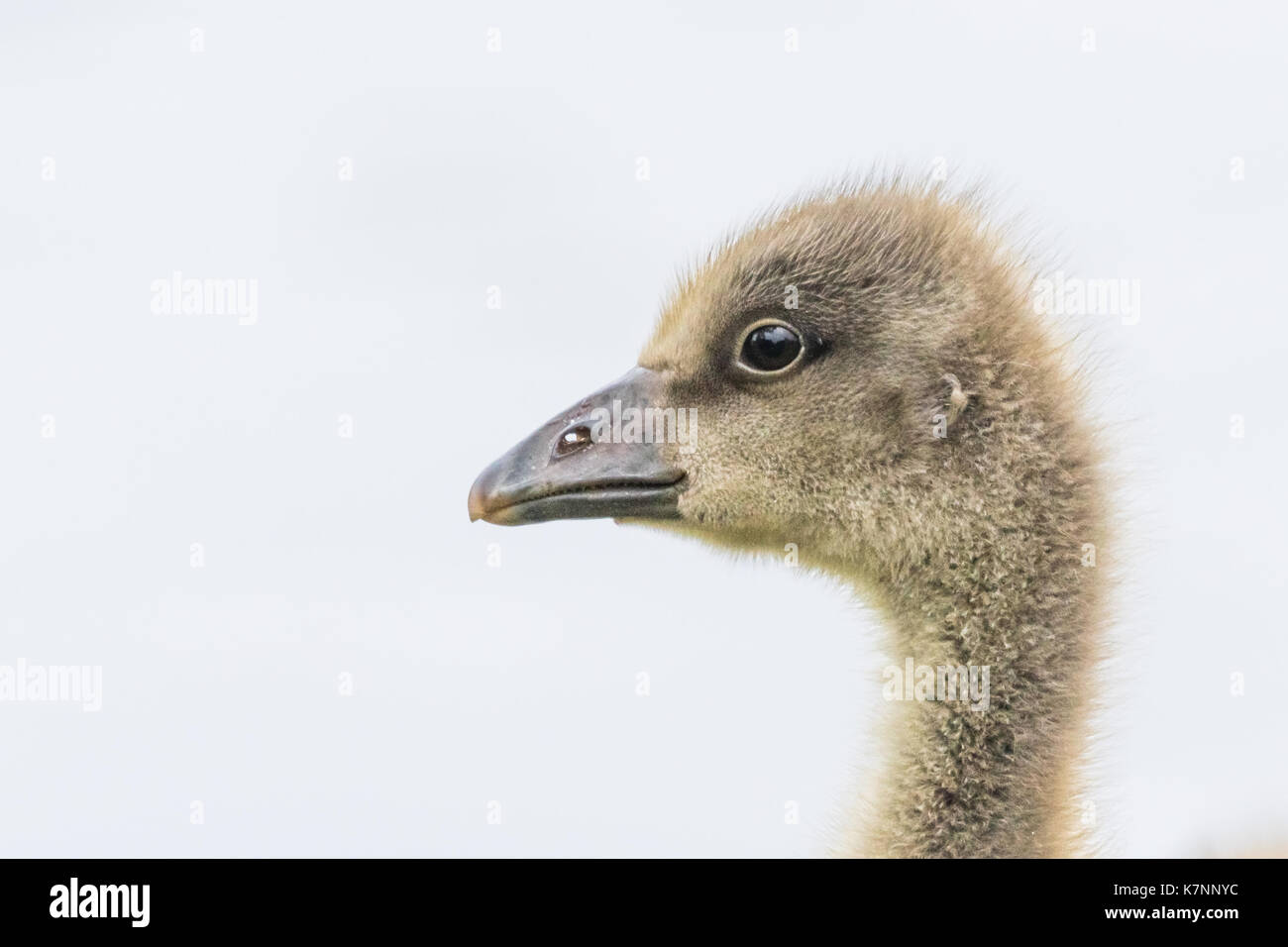 Close up colpo alla testa del giovane oca gosling Foto Stock