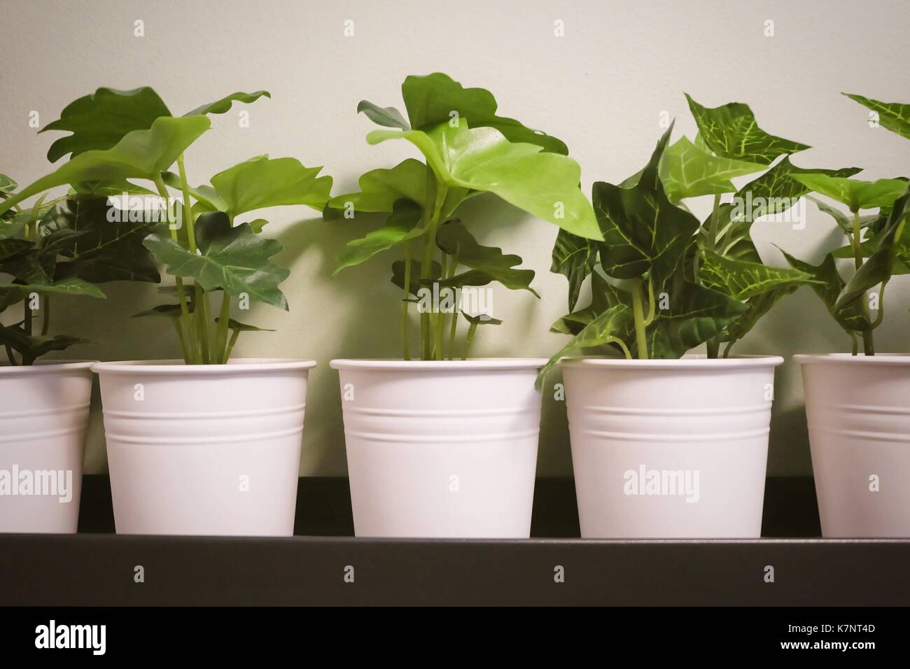 Golden artificiale pothos, cacciatore la veste, ivy arum piante e piante alocasia in una pentola di metallo per casa e ufficio decorazione senza la cura. Foto Stock