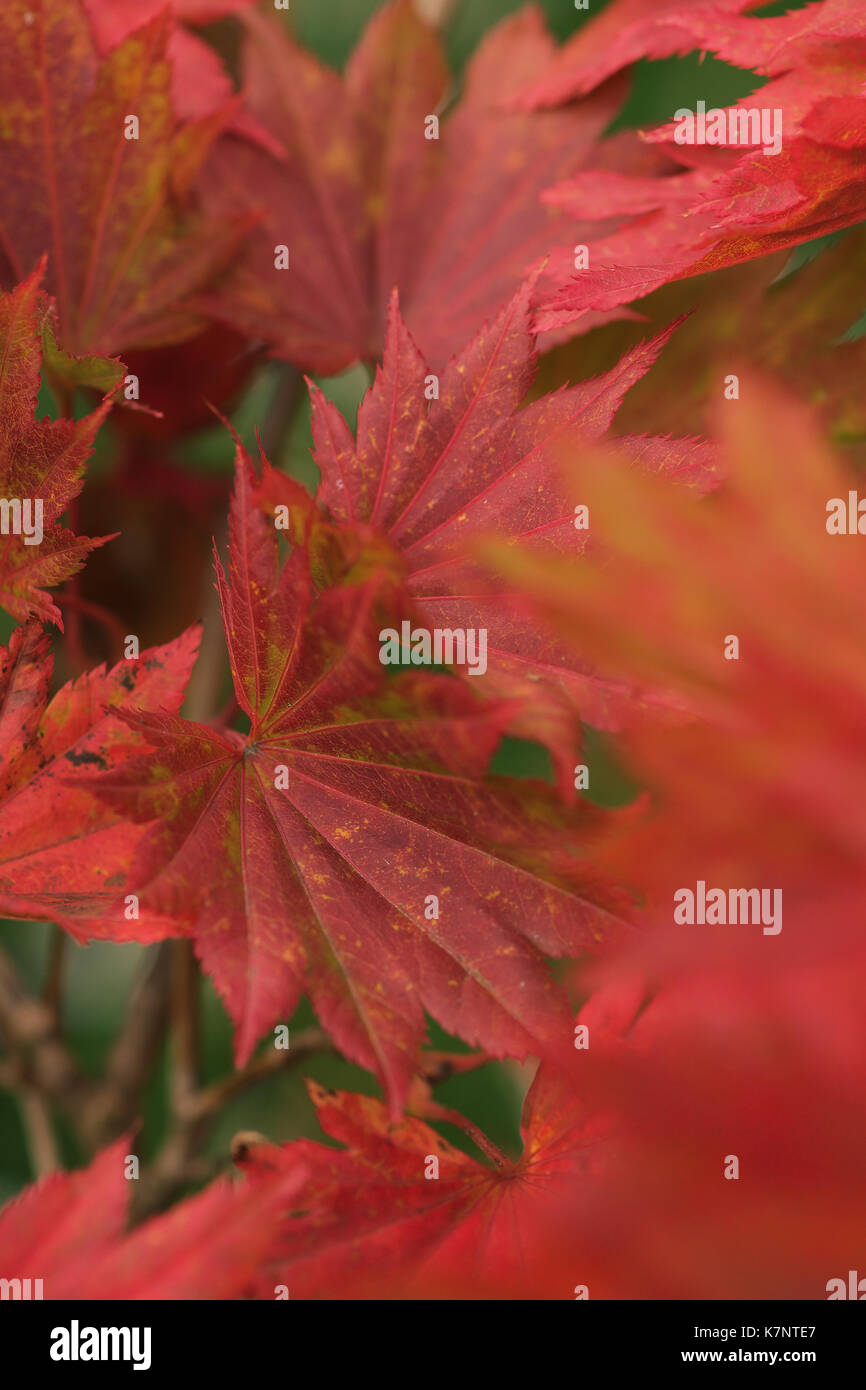 Autunno rosso delle foglie di acero giapponese, Acer shirasawanum 'Aureum" Foto Stock