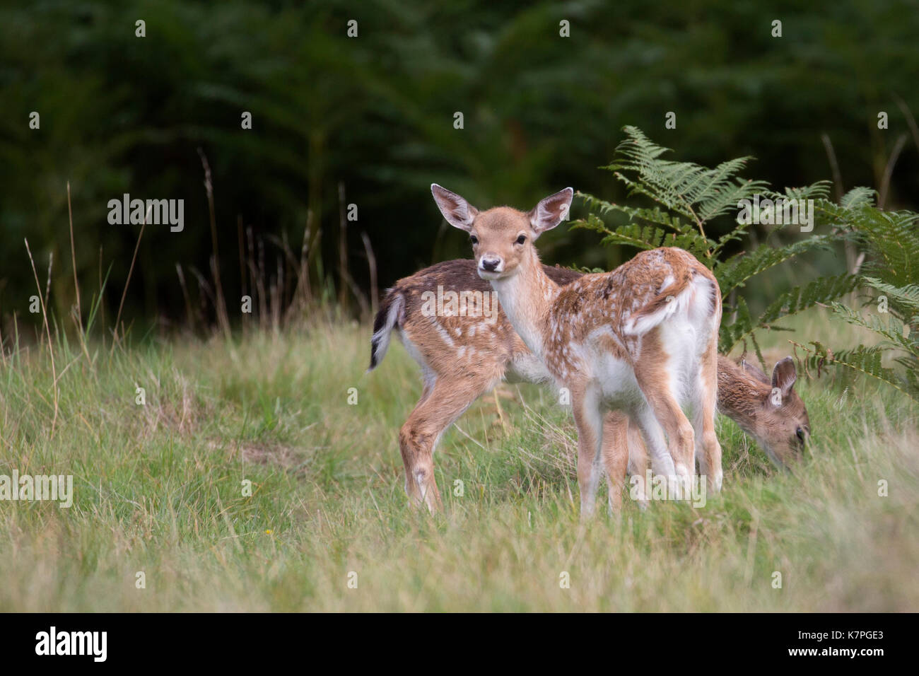 Due giovani esemplari di daini in una piccola radura di erba tra alcune alte felci. uno guardando la telecamera & uno mangia erba. bushy park, Richmond, Londra, Regno Unito. Foto Stock