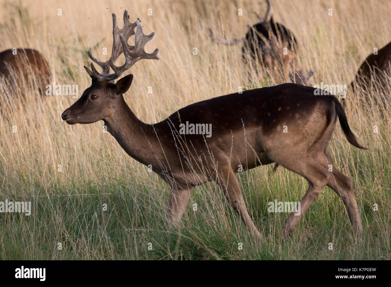 Insolito marrone scuro contrassegni su un giovane daino stag. camminando in tempo asciutto erba gialla. bushy park, Richmond, London, Regno Unito Foto Stock