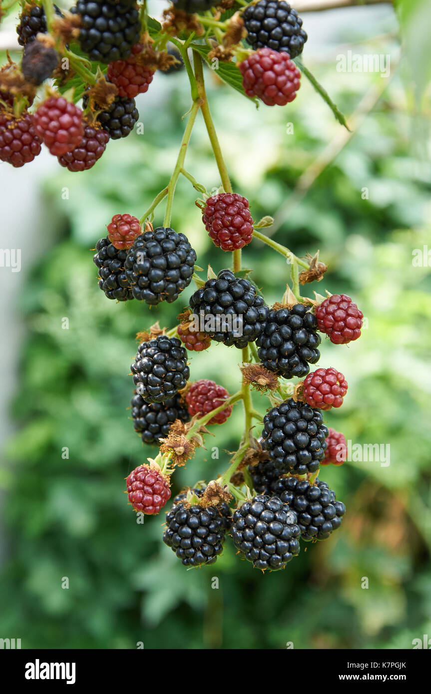 Big mature more sulla bussola crescente Foto Stock