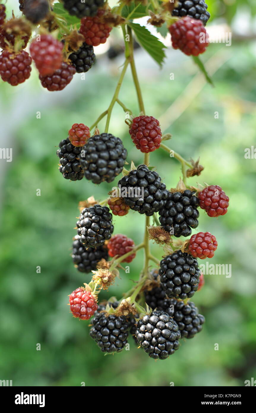 Big mature more sulla bussola crescente Foto Stock