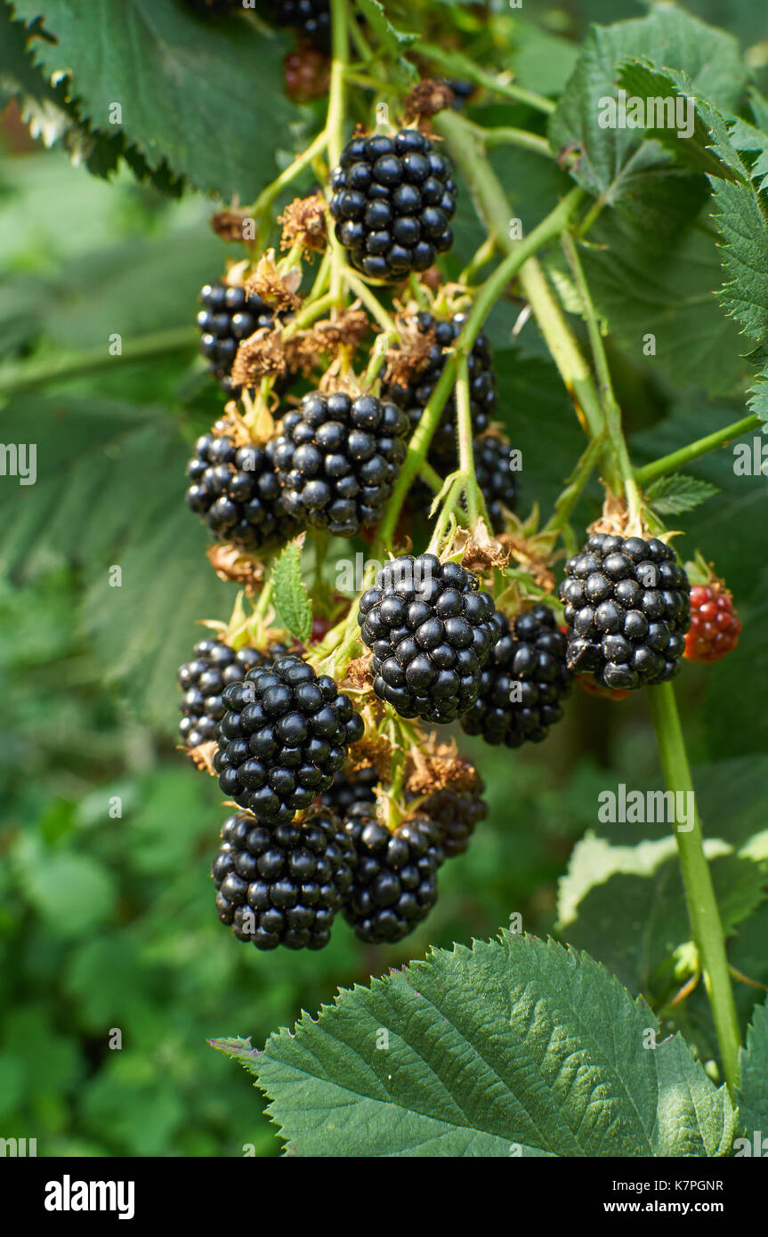 Big mature more sulla bussola crescente Foto Stock