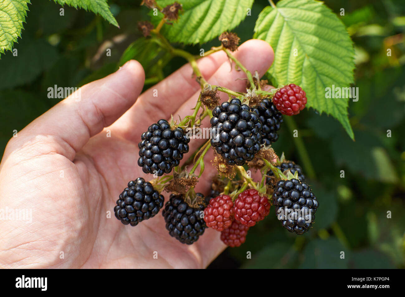 Big mature le more sono in una mano Foto Stock