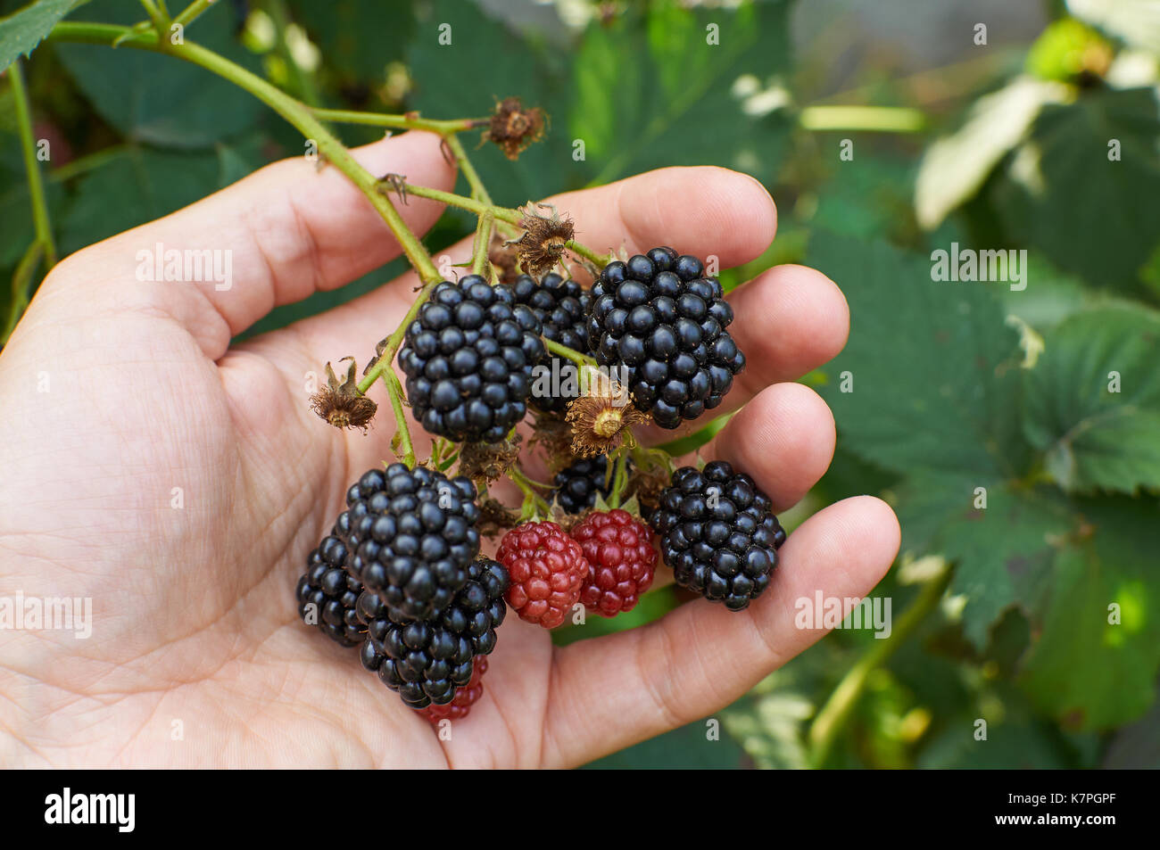 Big mature le more sono in una mano Foto Stock