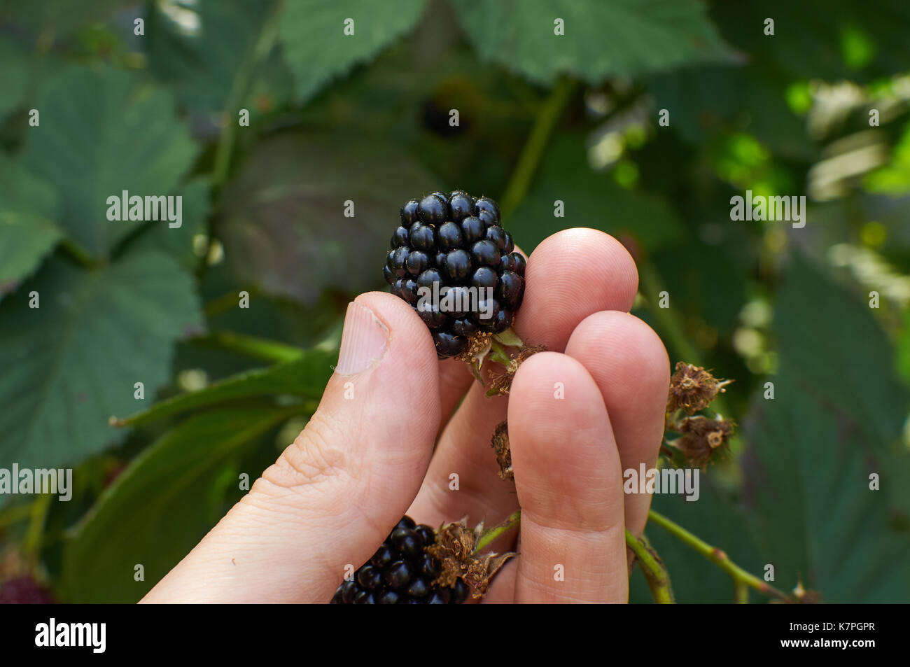 Big mature le more sono in una mano Foto Stock