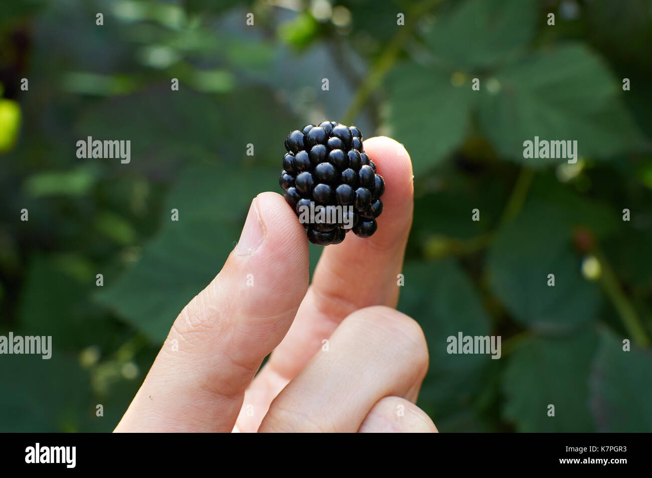 Un unico grande mature more è in una mano Foto Stock