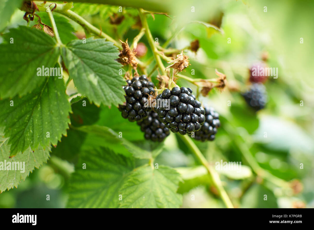 Big mature more sulla bussola crescente Foto Stock