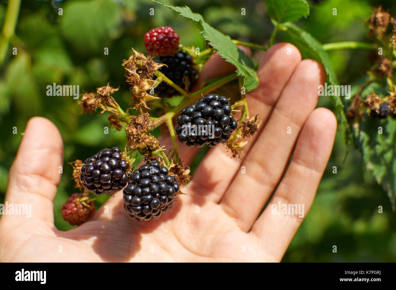 Big mature le more sono in una mano Foto Stock