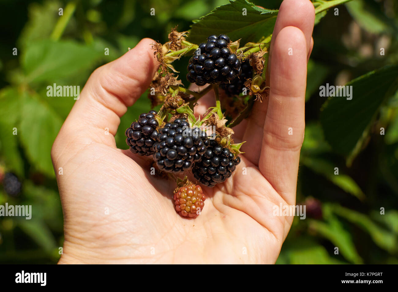 Big mature le more sono in una mano Foto Stock