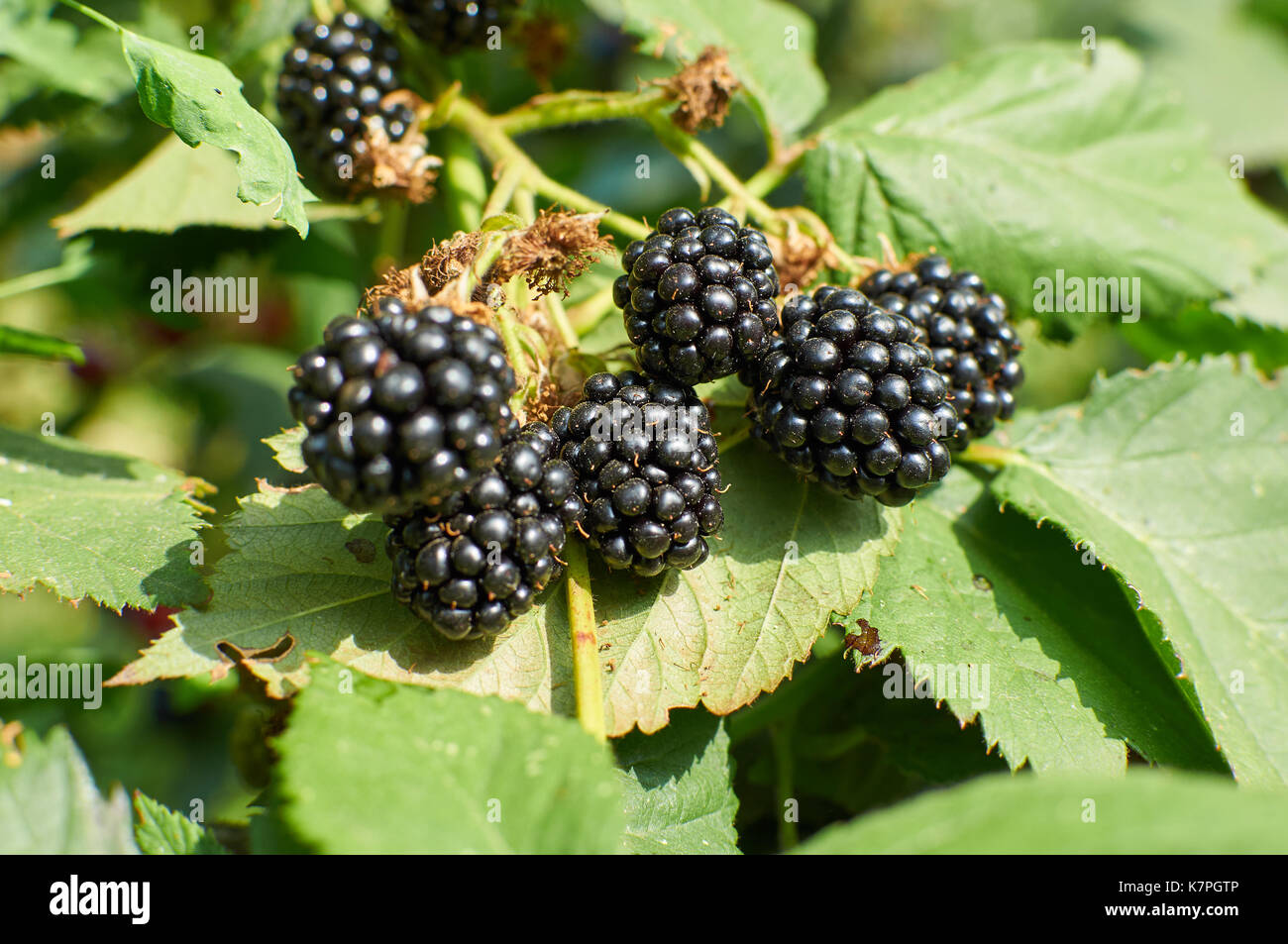 Big mature more sulla bussola crescente Foto Stock