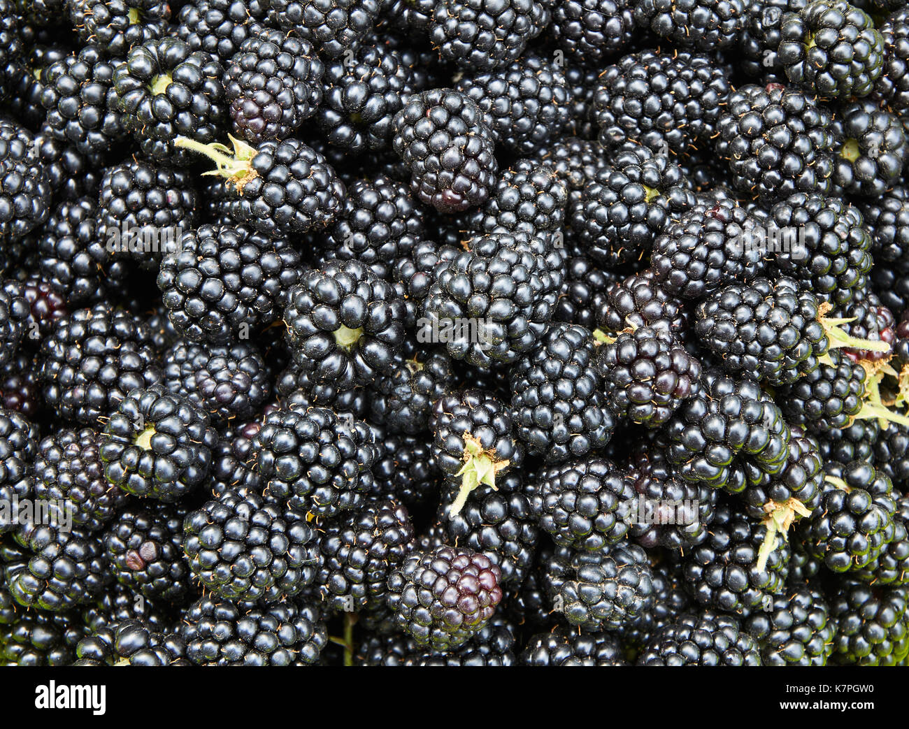 Cumulo di more mature come sfondo Foto Stock