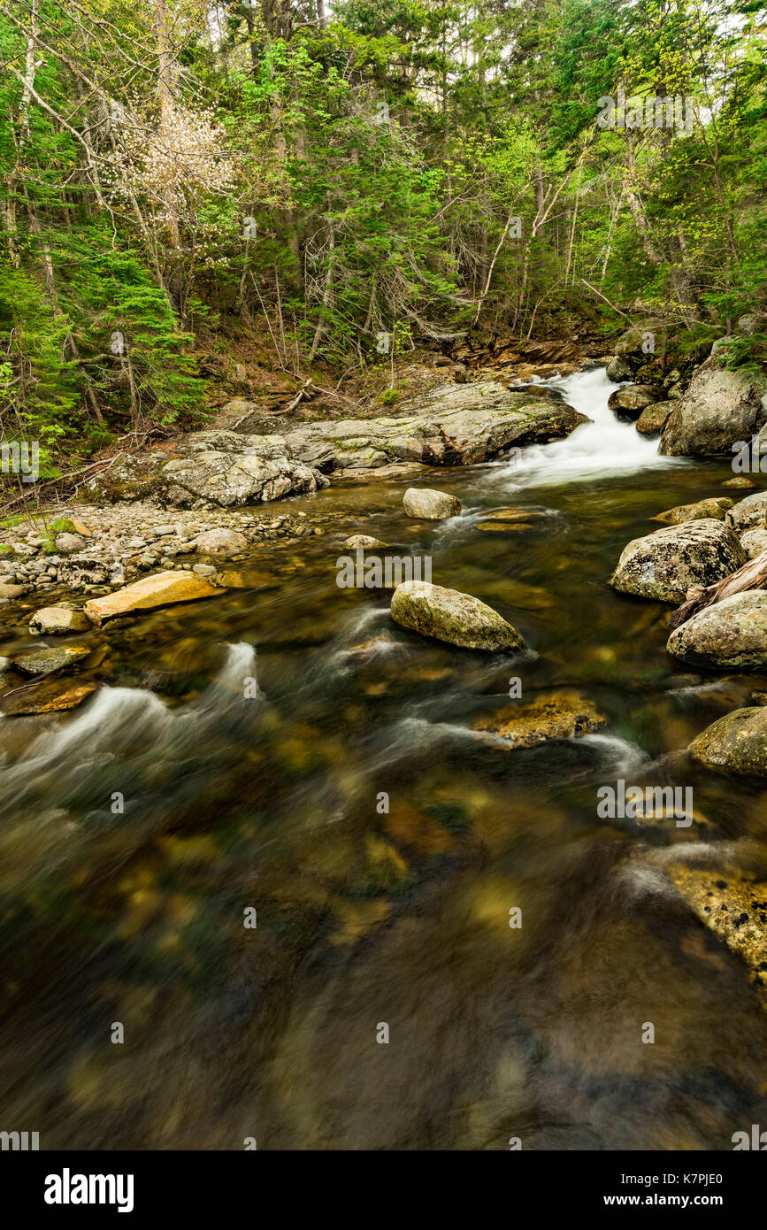 La molla rapids su Ellis River vicino burrone Tuckerman Trail, Coo Co., Pinkham tacca, White Mountain National Forest, NH Foto Stock