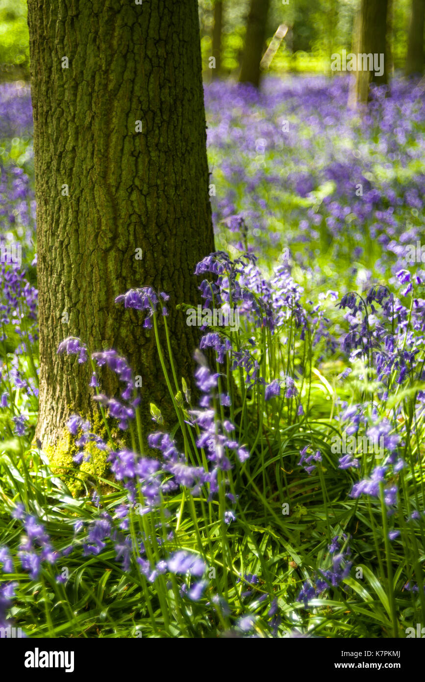 Bluebell fiori (Hyacinthoides non scripta) cresce in bosco ombreggiato in primavera, Regno Unito Foto Stock