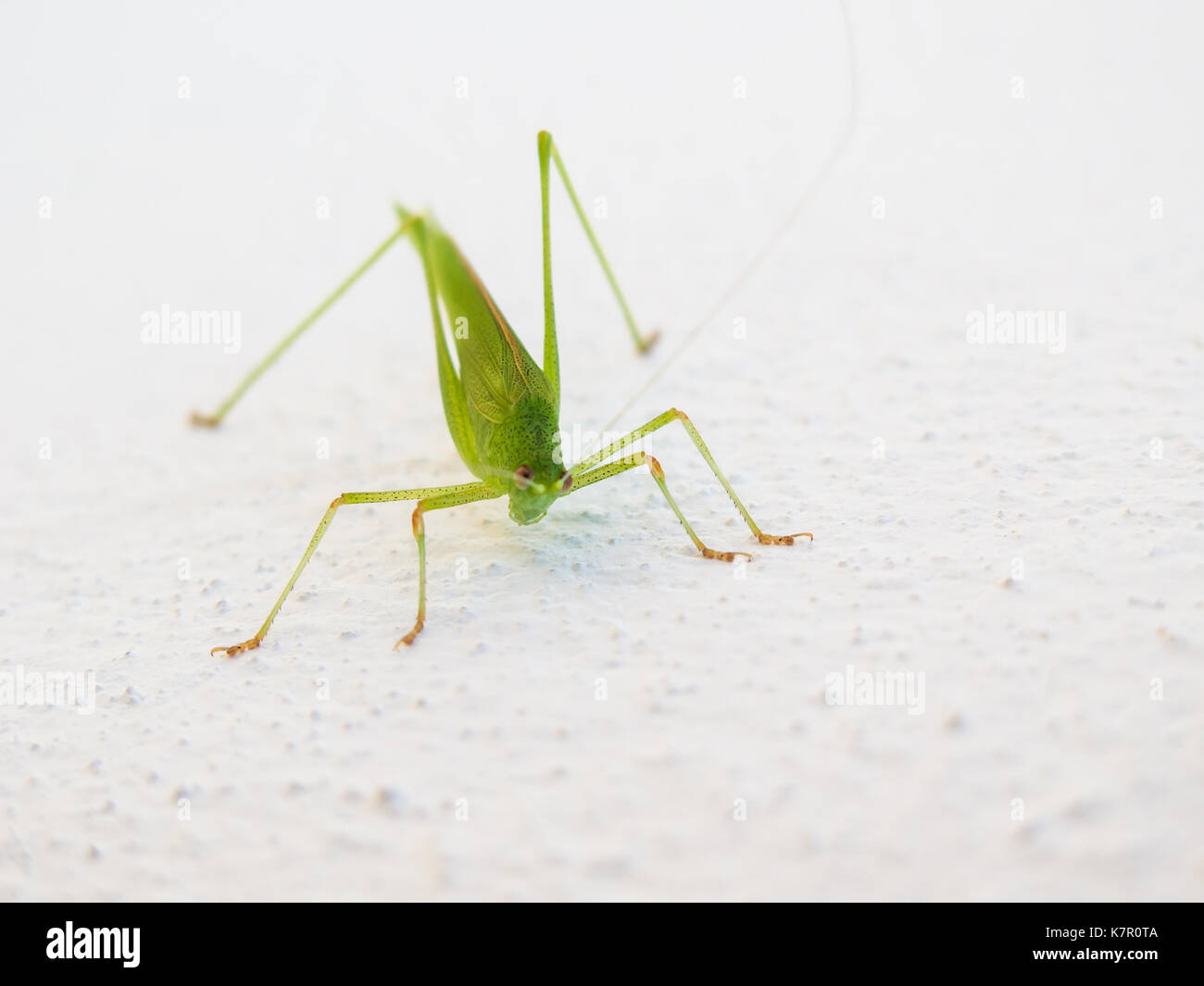 Verde chiaro luminoso insetto cricket seduto su una bianca parete dipinta guardando la telecamera. Foto Stock