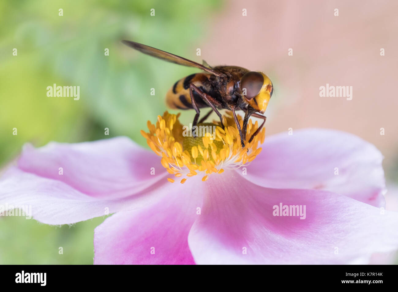 Hornet mimare insetto, volucella zonaria su un fiore rosa, japanses anemone, raccogliendo il polline Foto Stock
